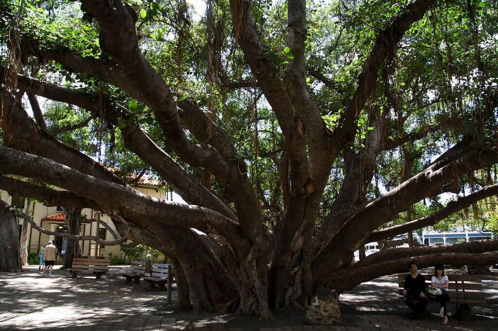 LahainaBanyan Tree