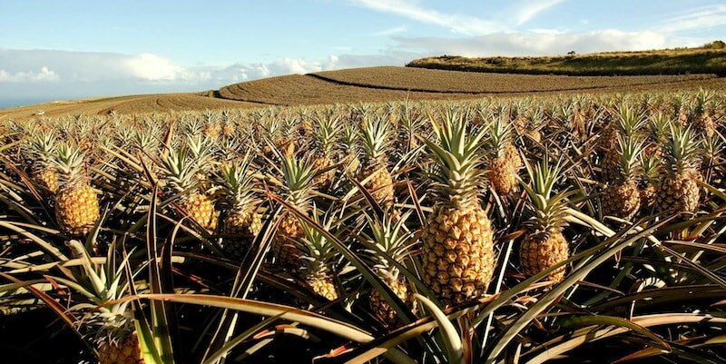 Maui-Pineapple-Tour